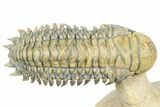 Flying Crotalocephalina Trilobite - Atchana, Morocco #359219-2